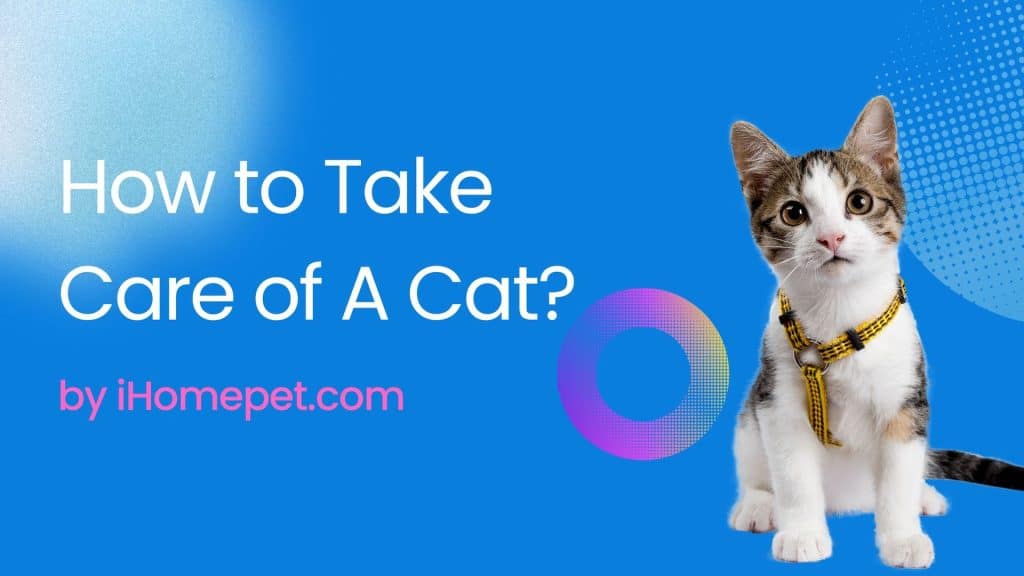 How to Take Care of A Cat? 10 Essential Things For Cats To Know