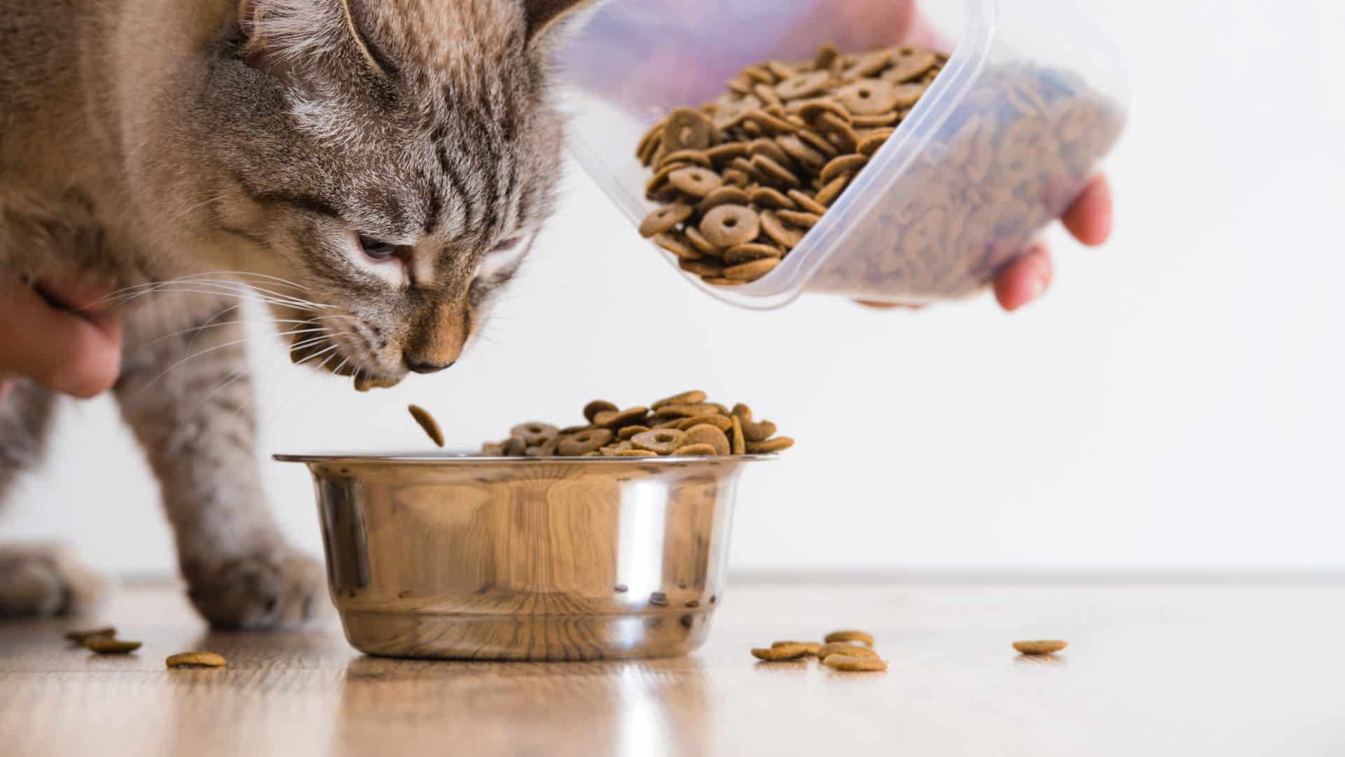 Older cats enjoy new food to eat with water intake