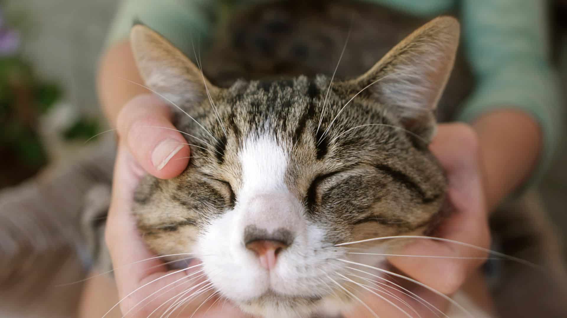 A happy cat or kitty goes to the vet to avert feline leukemia