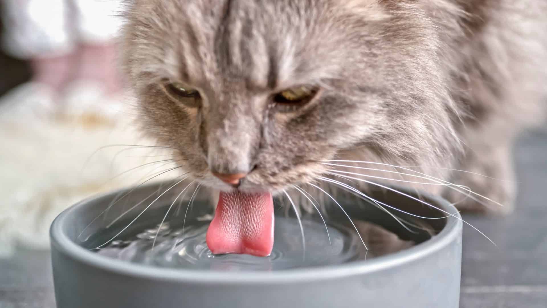 A slow drip of tuna water is beneficial for your cat