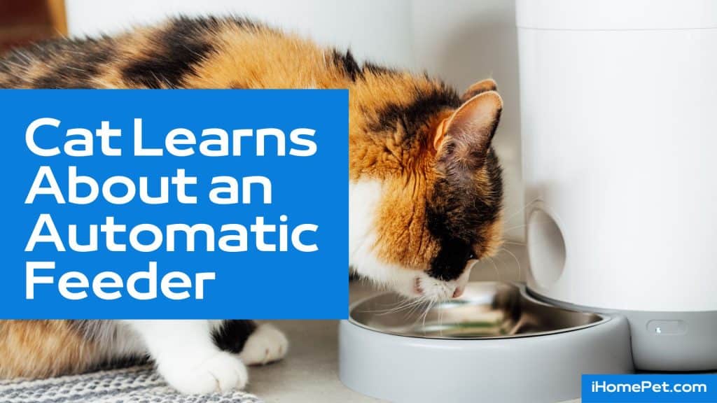 Cat Learns About an Automatic Feeder