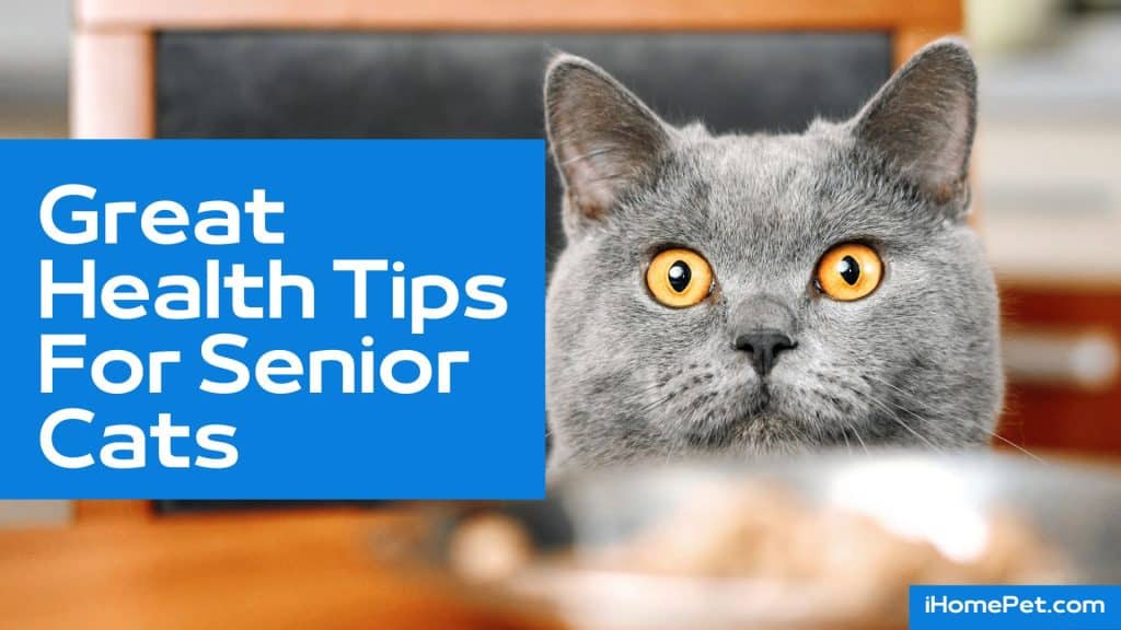 Health Tips for Senior Cats