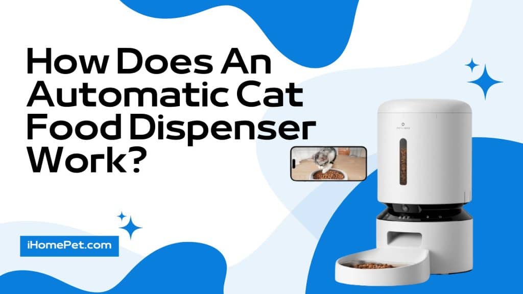 How Does An Automatic Cat Food Dispenser Work? - A Great Solution