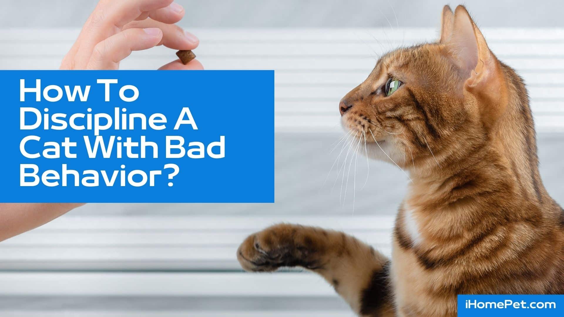 Disciplining your cat when your notice health issues