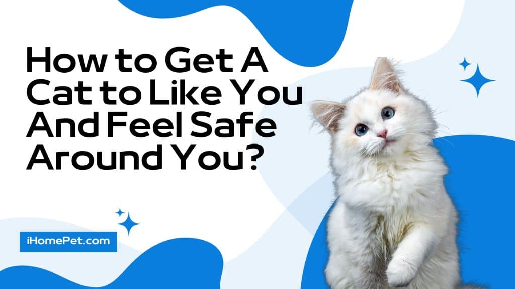 How to Get a Cat to Like You Help Your Cat like You
