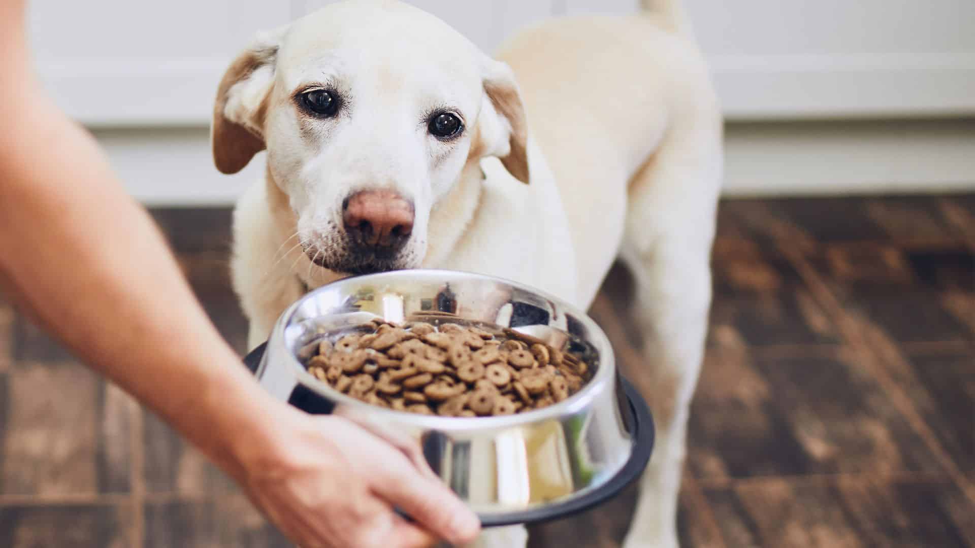 Read the dog food label of a dog wet food