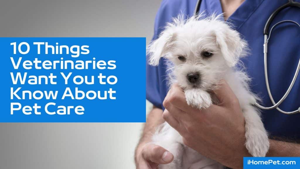 Things Veterinary Professionals Want You to Know About Pet Care