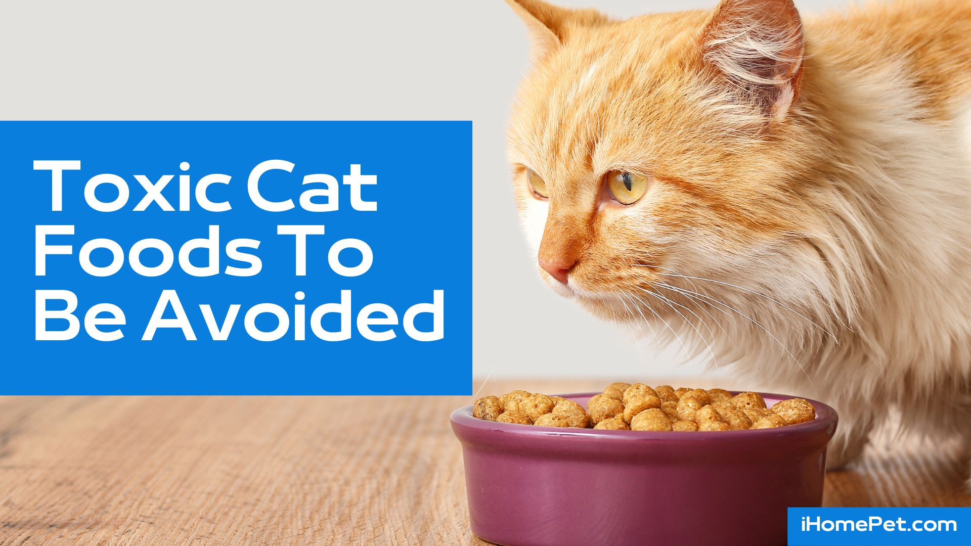 Toxic cat foods to be avoided