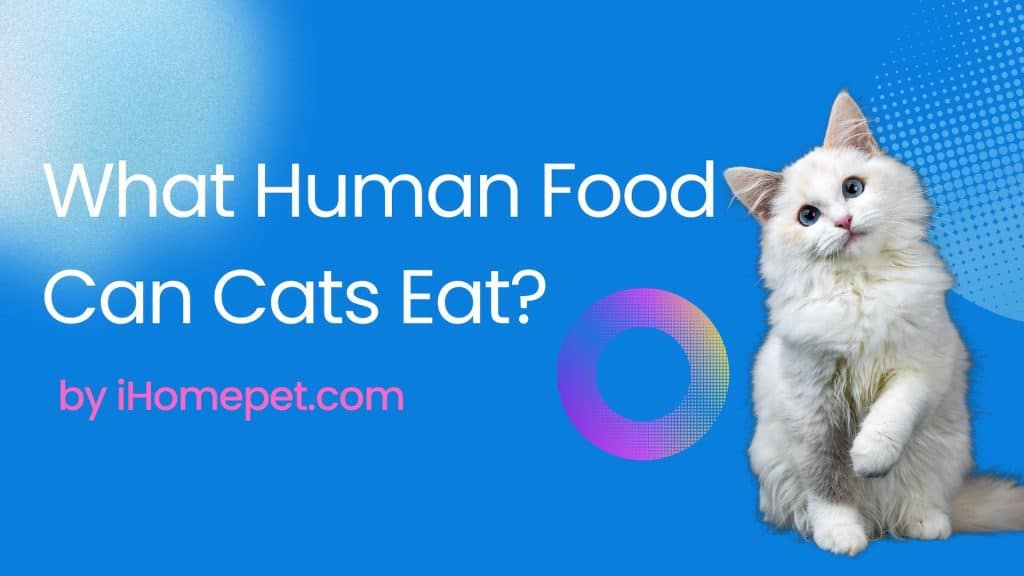 What Human Food Can Cats Eat?