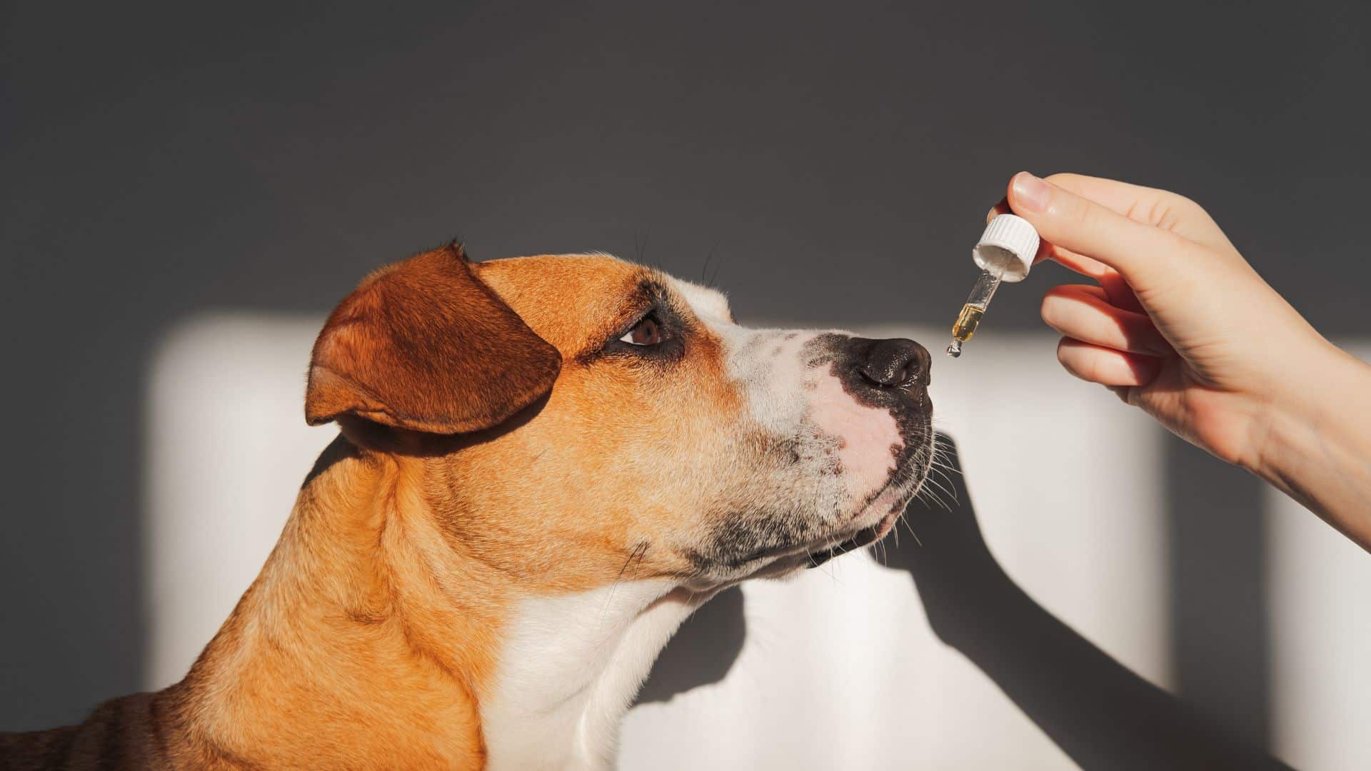 Dog owners that buy CBD oil care for their pets