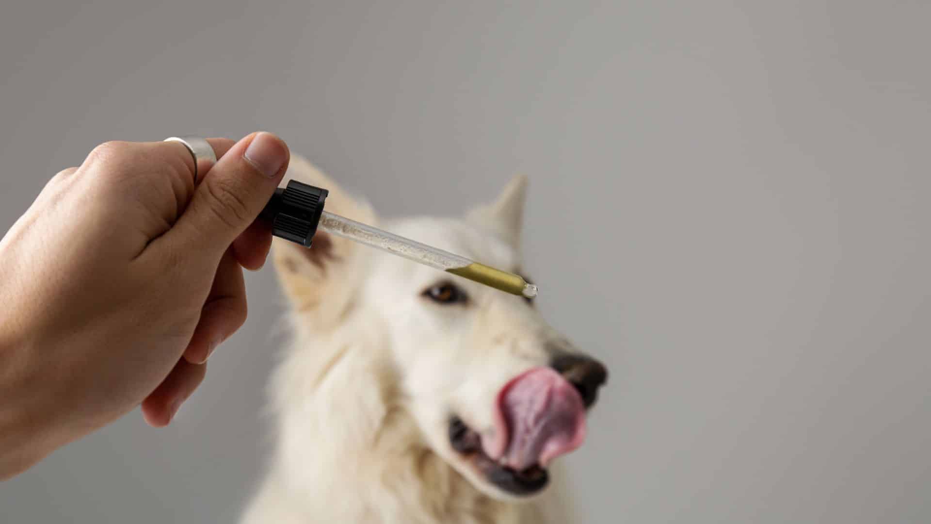 Potential Health Benefits of CBD Oil For Dogs