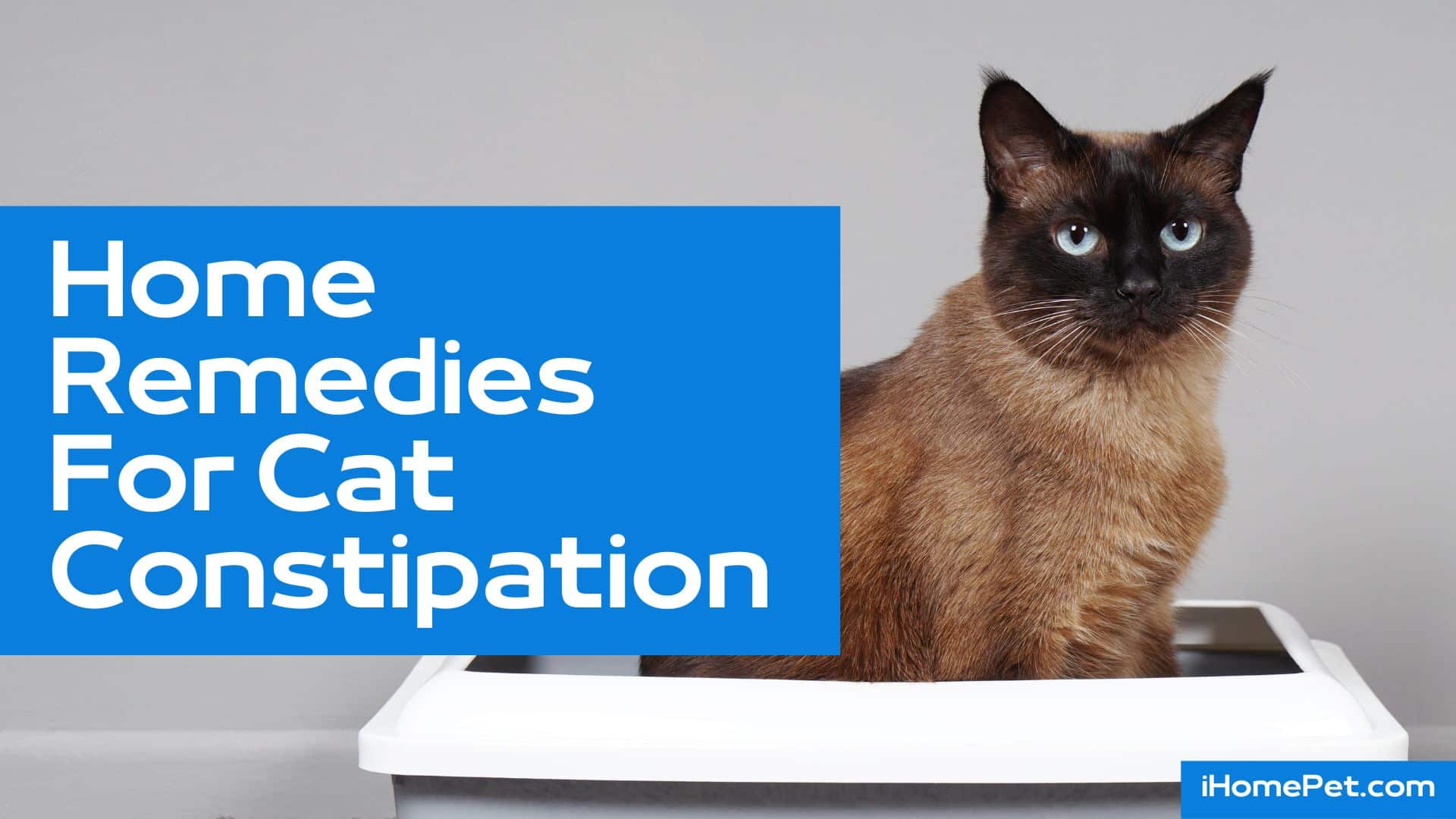 Symptoms why there is a cat constipated