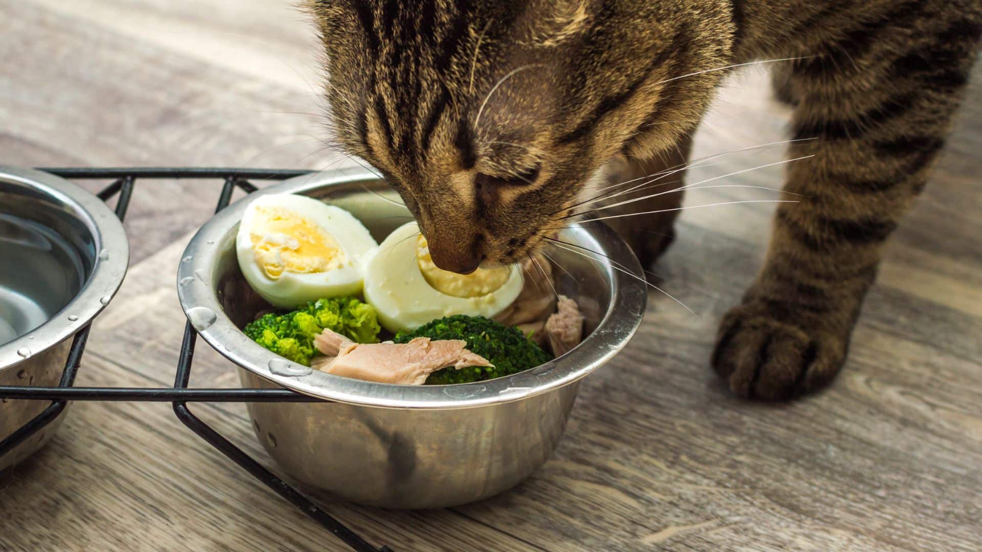 Use soluble fiber for elderly cats with constipation
