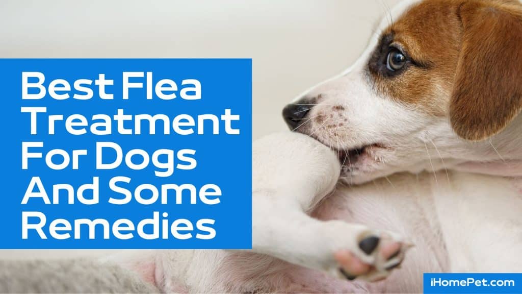 Best Flea Treatment for Dogs