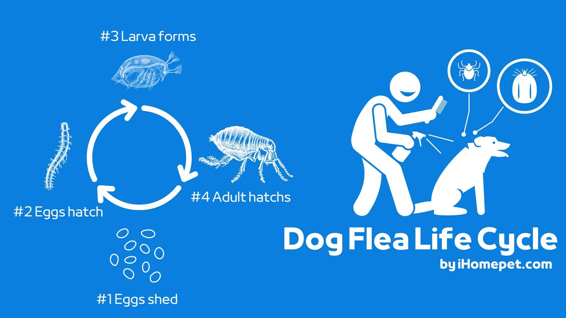 Dog Flea Life cyle