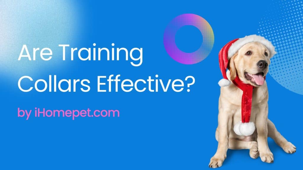 Are Training Collars Effective?