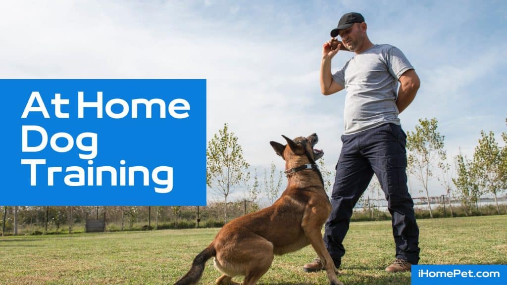At Home Dog Training