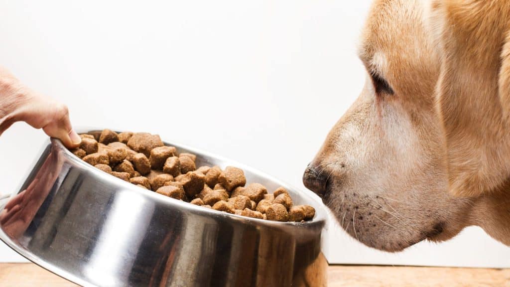 Easy to Make Homemade Dog Food Kidney Disease