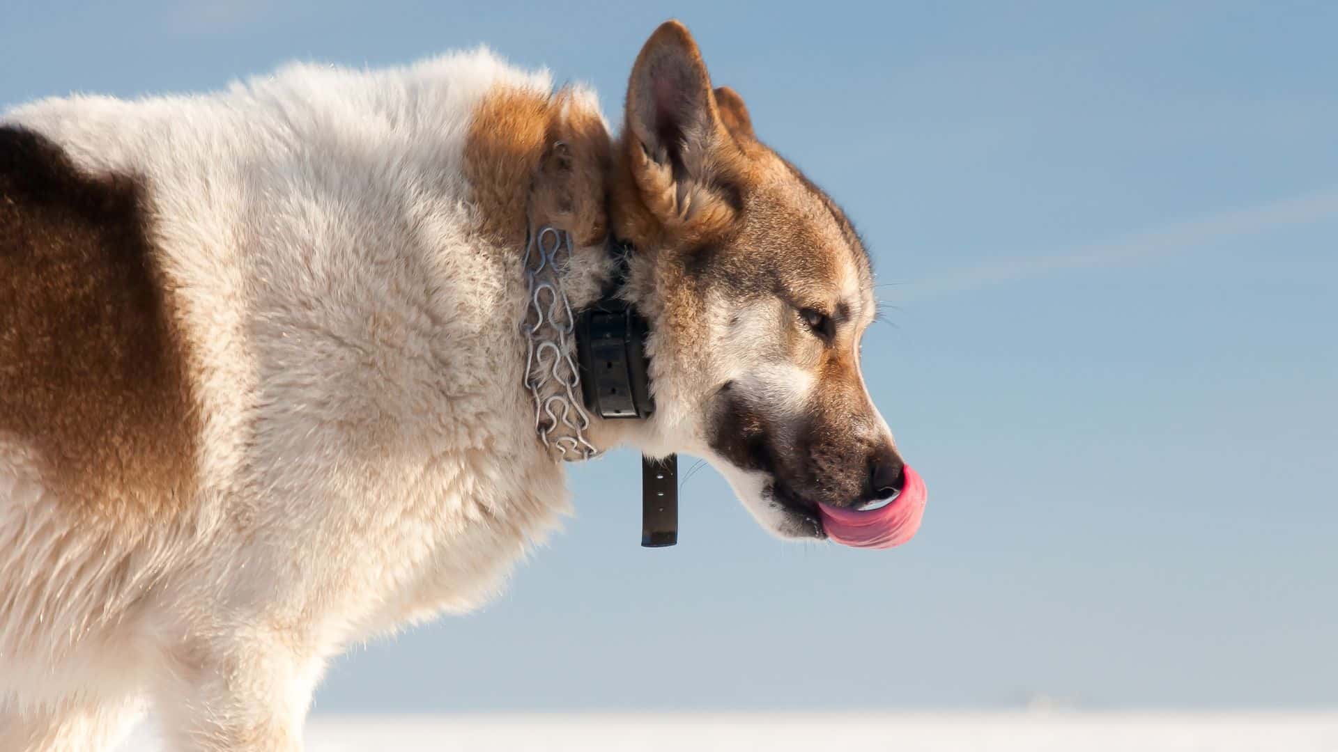 Dog behavior can be improved using shock collars