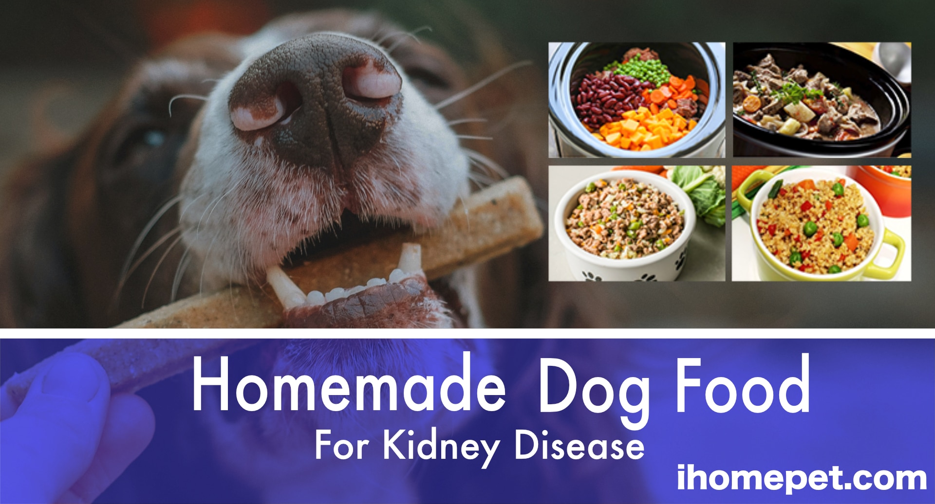 Dogs with kidney disease should check their protein levels