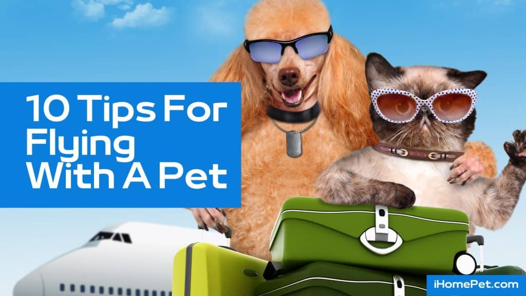 Amazing Tips For Flying With A Pet