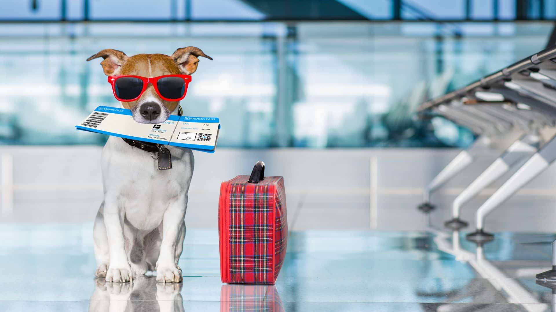 Fewer airlines are pet friendly and do not allow guinea pigs to flight