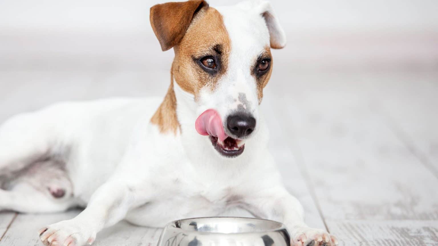 Low Sodium Dog Food Achieve A Complete and Balanced Diet iHomePet