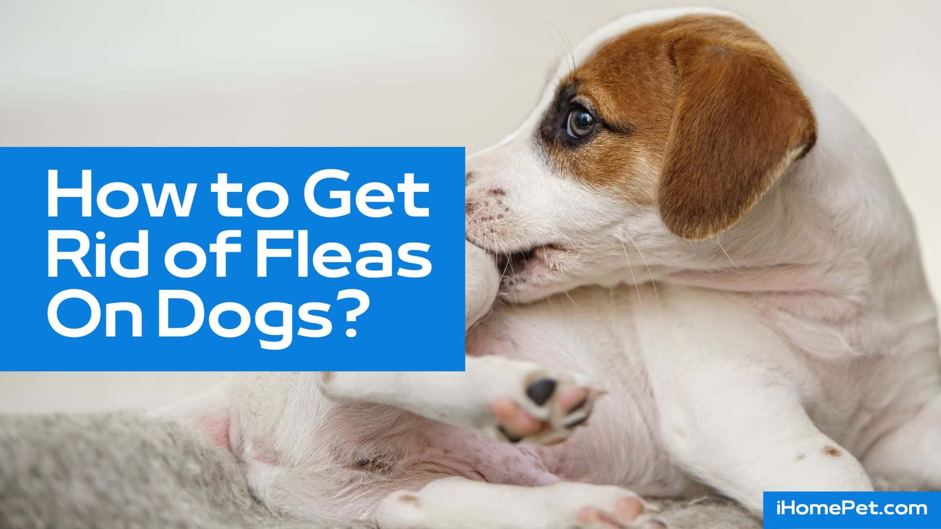 Killing adult fleas and preventing fleas to reproduce