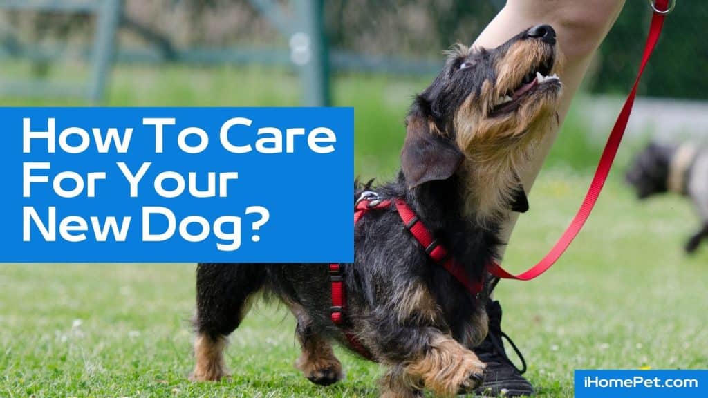 How to care for your new dog