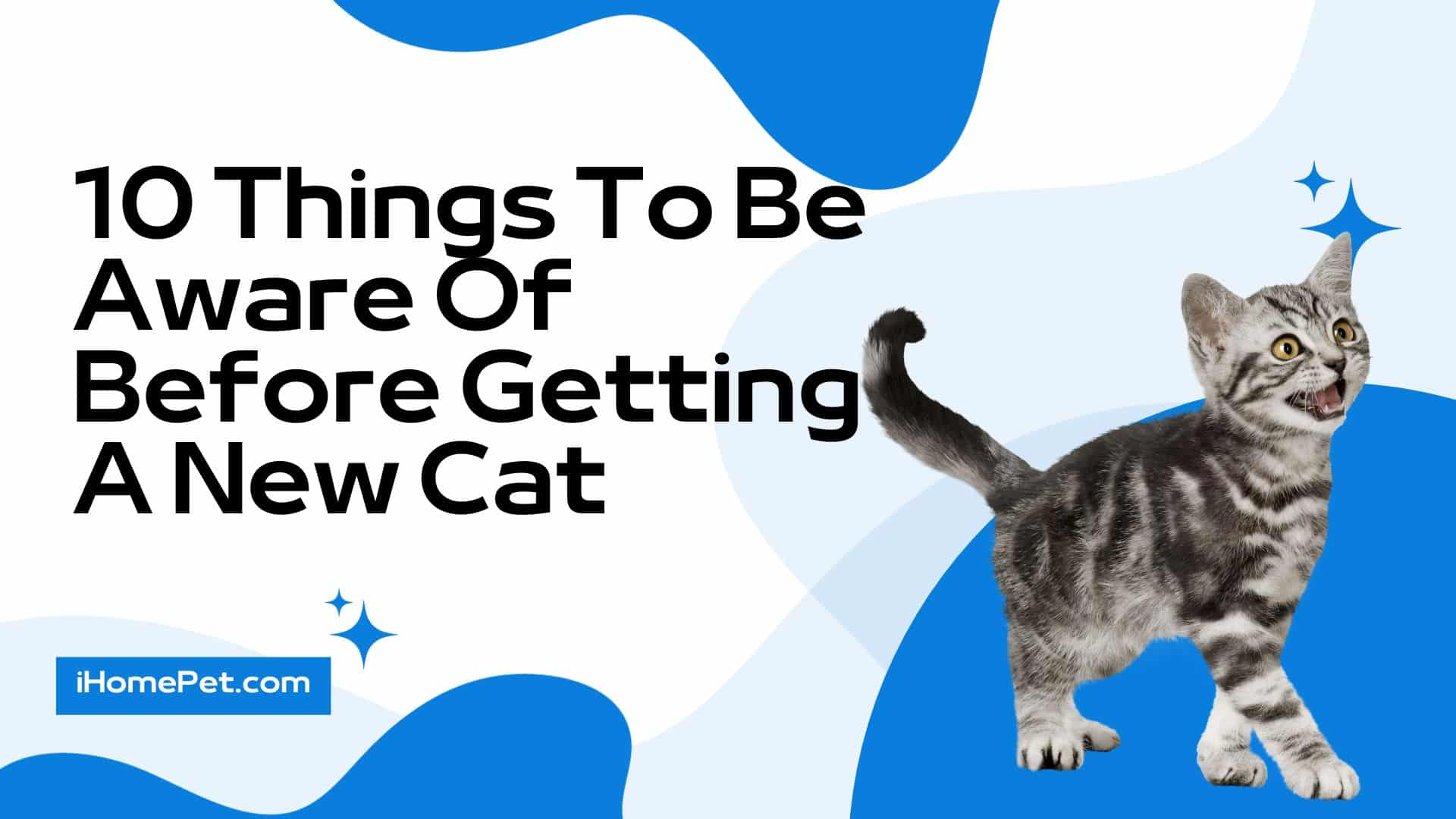 Things to Know before you bring your cat home