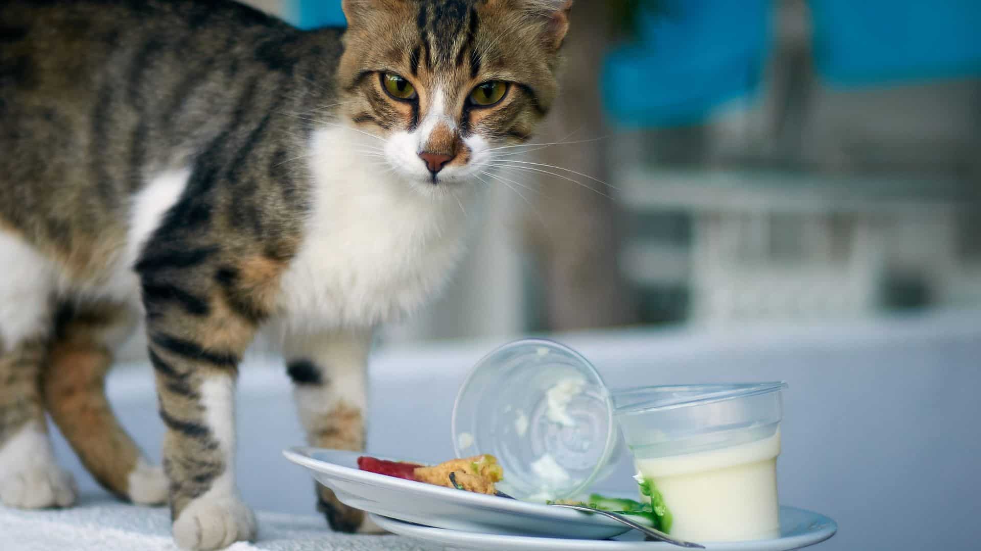 Avoid feeding cat food with artificial sweetener and no nutritional value