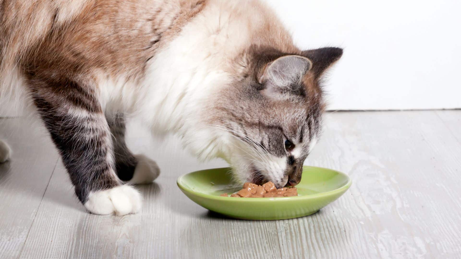 Bread has not nutritional benefit and can cause your cat a gastrointestinal upset