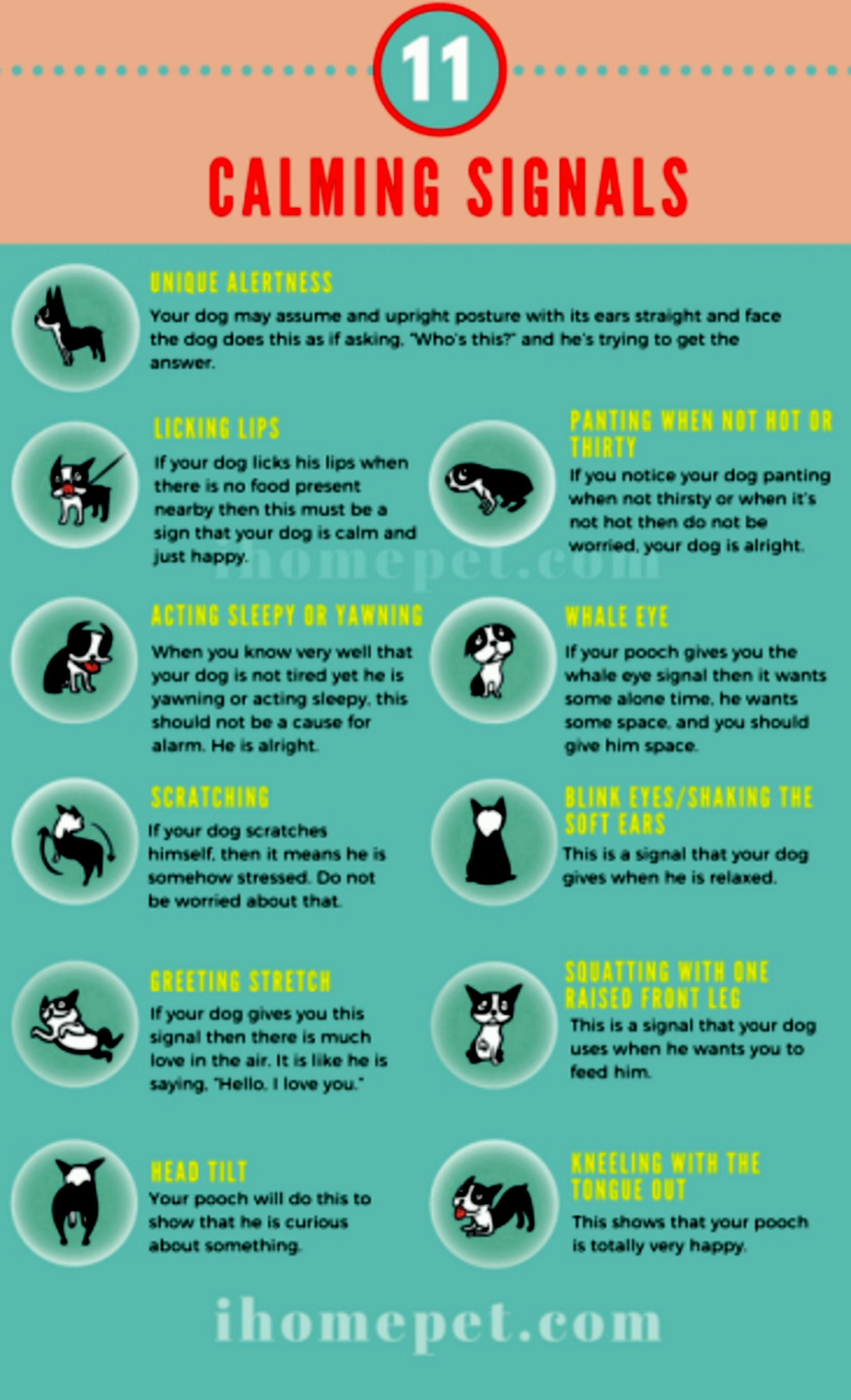 Belly rub is a self calm sign that your dog sees no fear