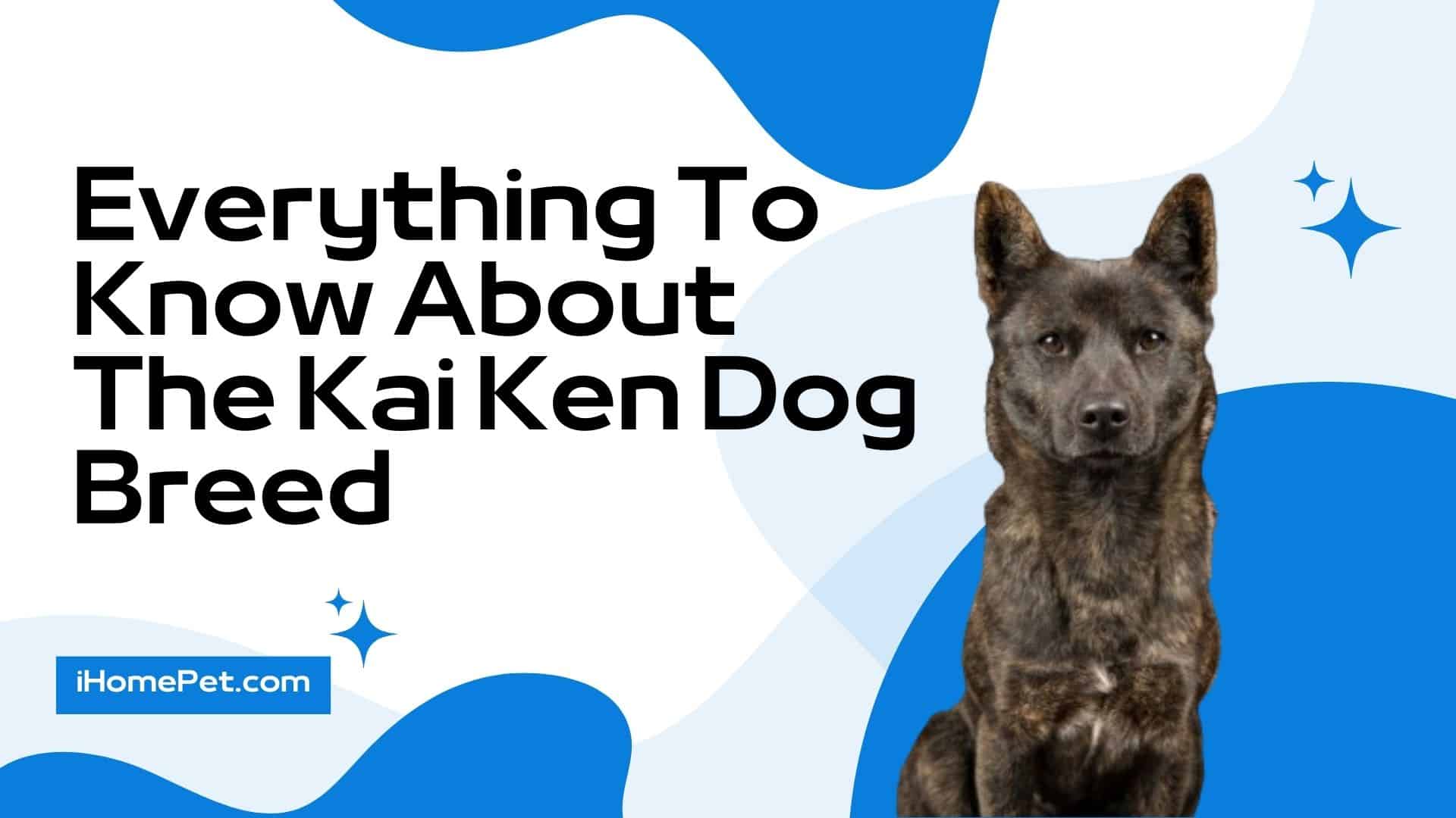 History of Kai Ken Aigokai Dog Breeds