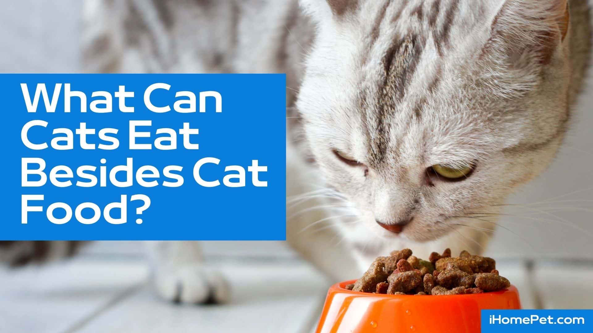 What human foods can your feed your cat as pet parents