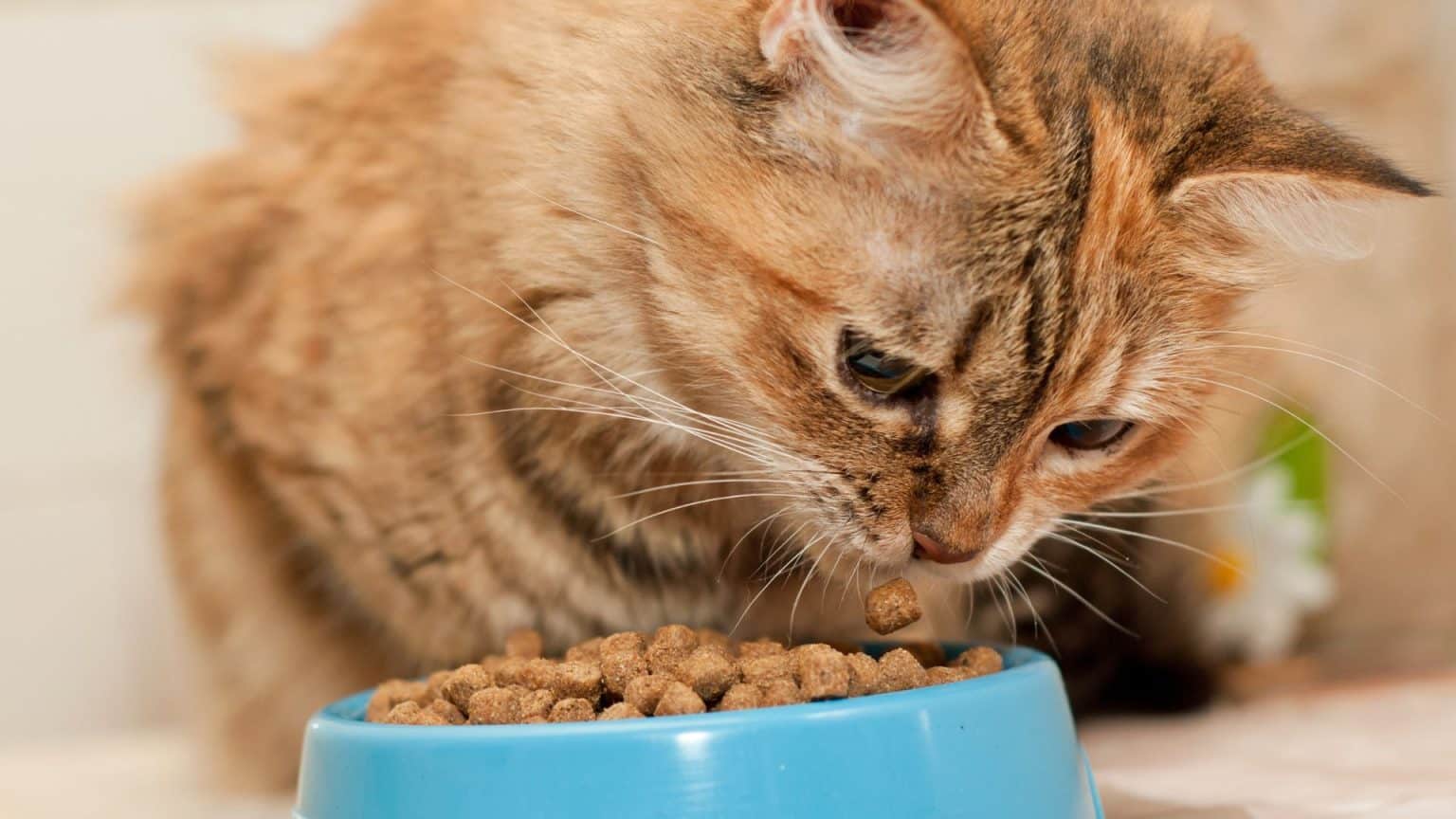 Can Cats Eat Dog Food For A Day? The Answer Will Shock You iHomePet