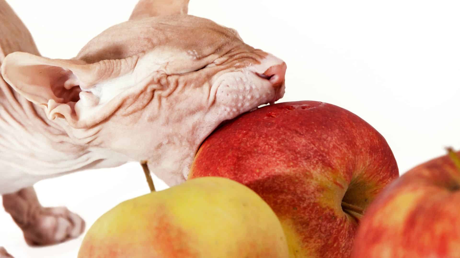 A cat eats whole apples and gets all the nutrients