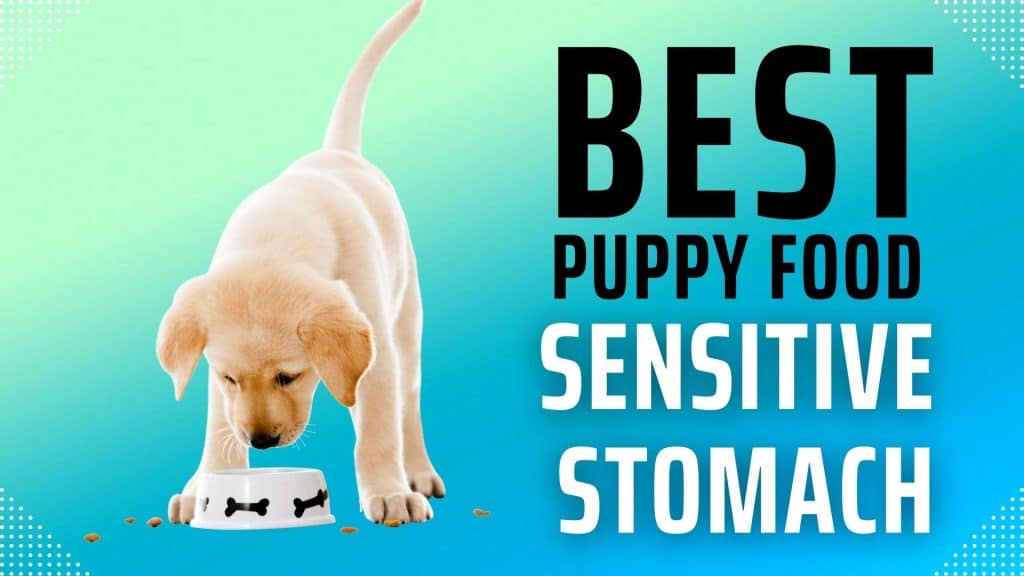 Best puppy food for sensitive stomach