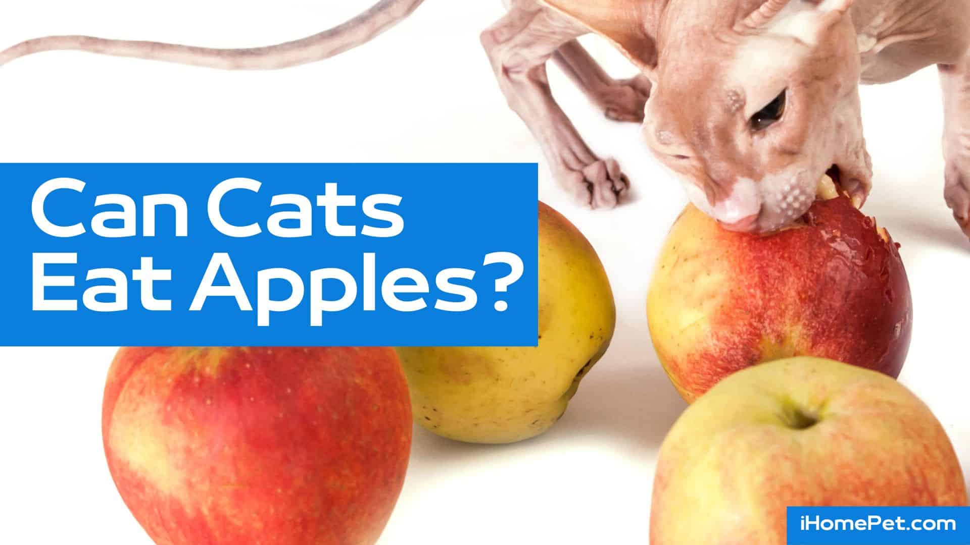 Be careful feeding your cat apple or other popular fruits