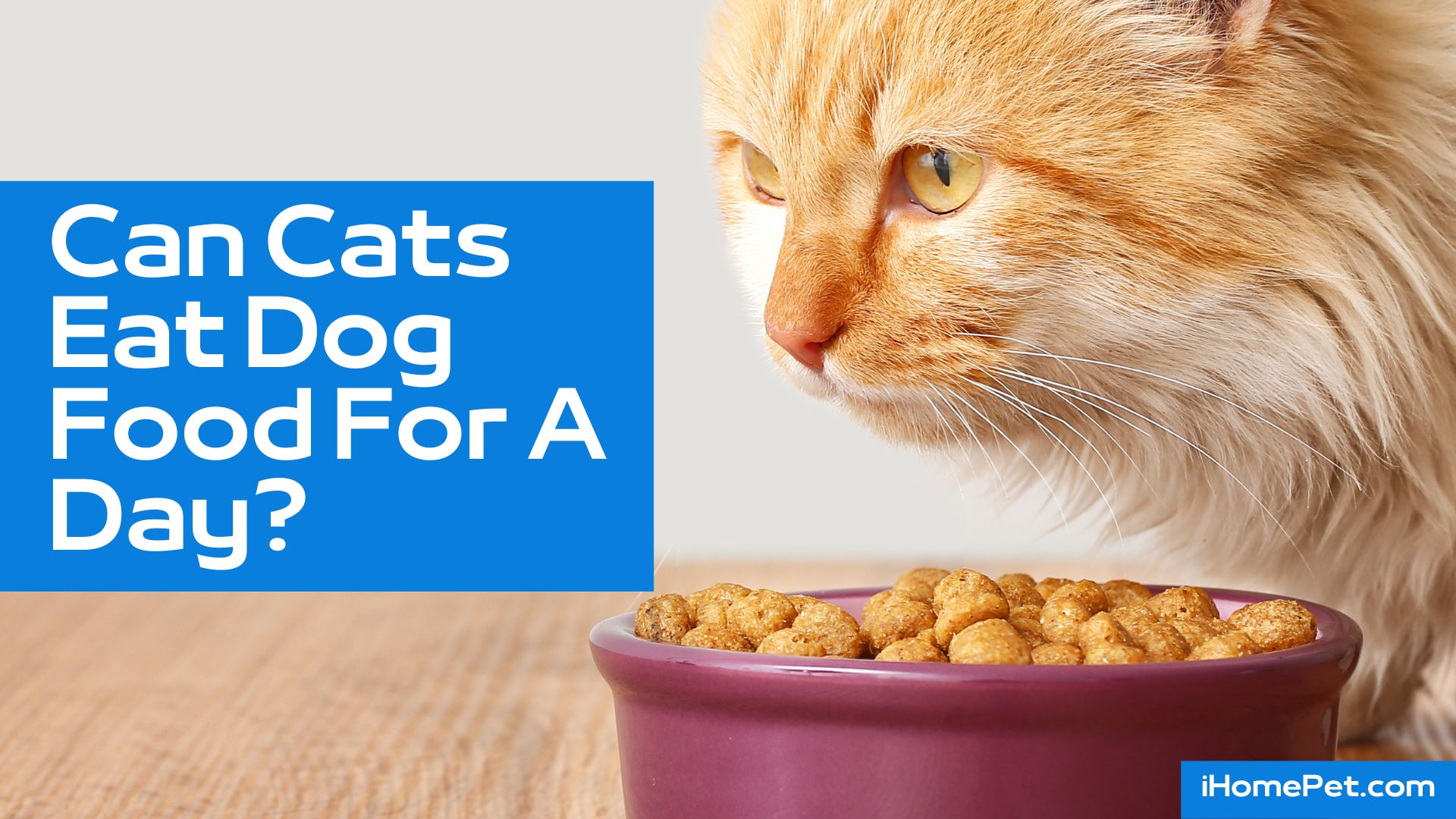 Feed your own food to improve cat nutrition and boost the overall pet health