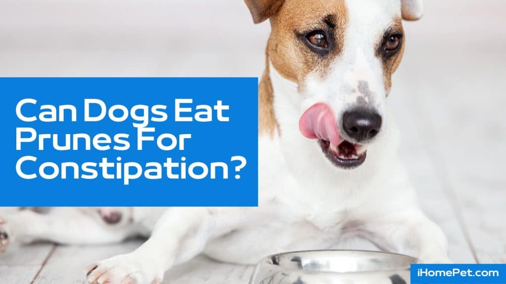 Can Dogs Eat Prunes For Constipation
