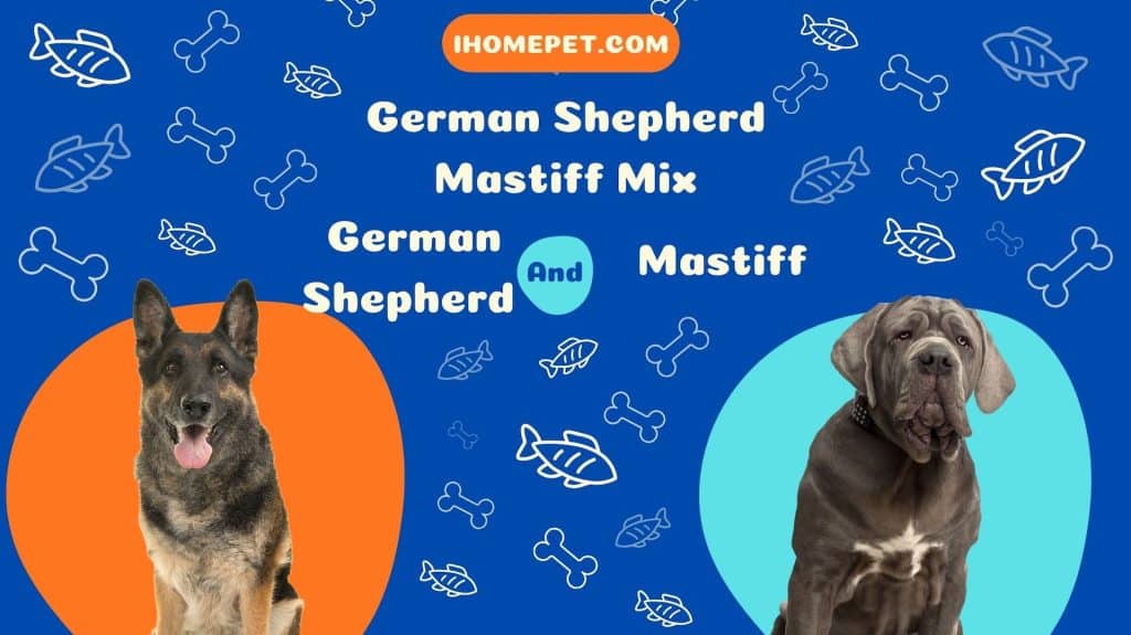 German Shepherd Mastiff Mix Breed