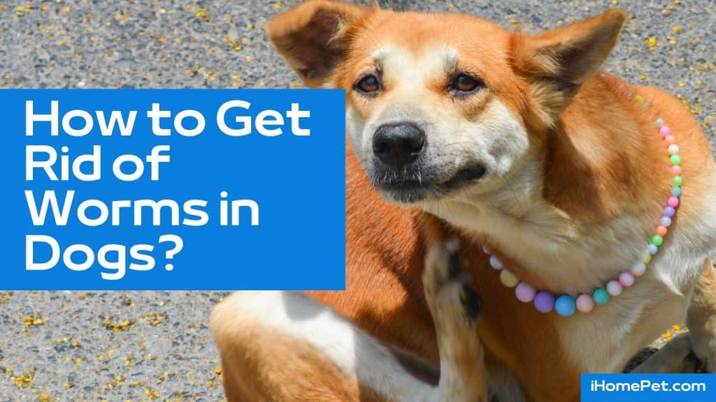 How to Get Rid of Worms in Dogs