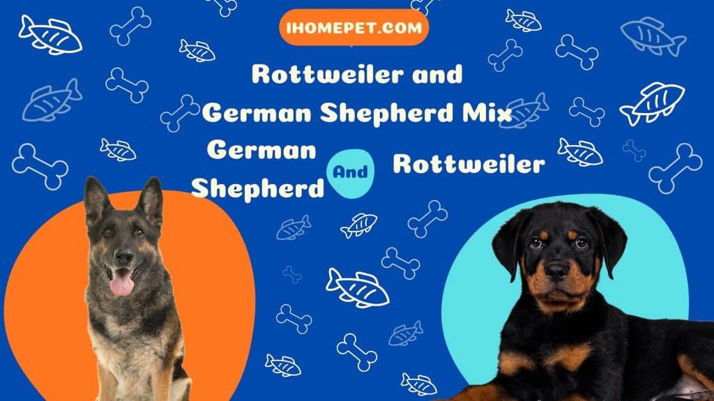 Rottweiler and German Shepherd Mix Breed