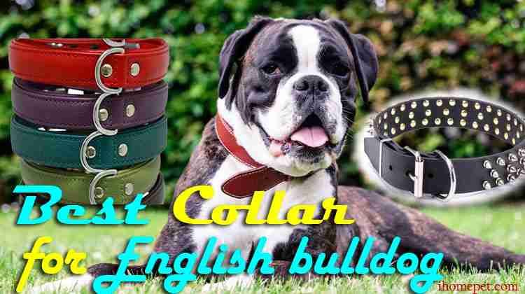 Best Collar for English Bulldog