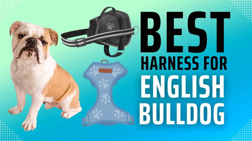 Best Harness For English Bulldog