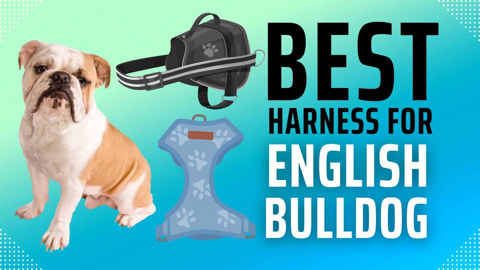 Best bulldog harnesses picture