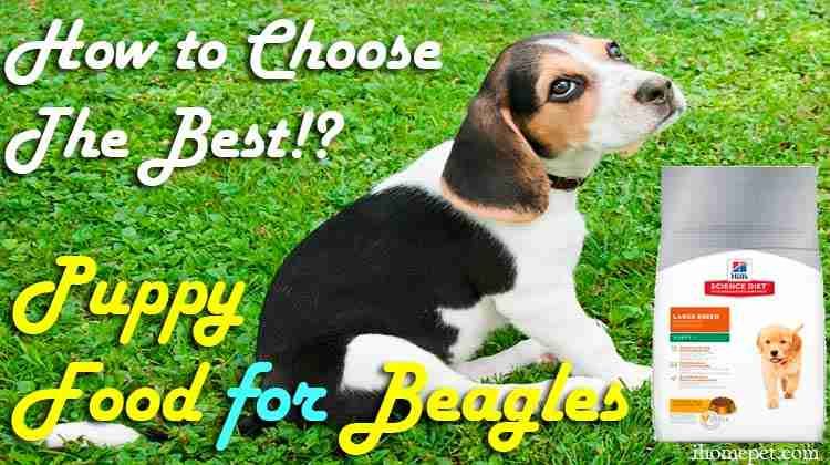 Best-Puppy-Food-for-Beagles