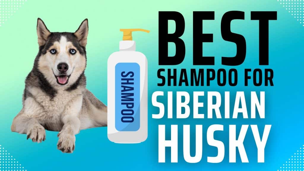 Best Shampoo For Siberian Husky