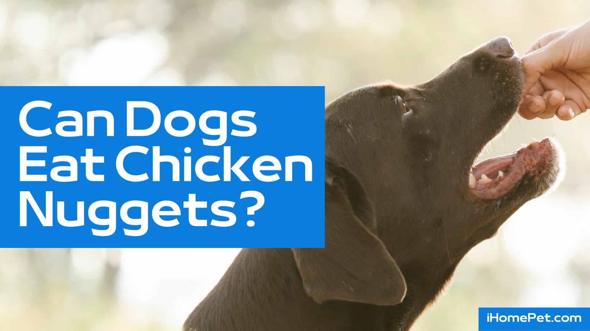 Can your dog eat processed chicken meat